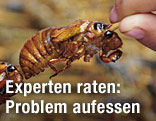 Zikade am Spieß
