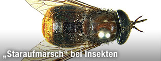 Pferdebremse