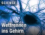 Eine Nervenzelle unter dem Mikroskop