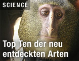 Ein Lesula-Äffchen