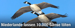 Gänse