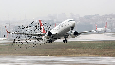 © AP/Osman Orsa Vogelschwarm vor Flugzeug