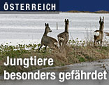 Rehe auf Flucht vor Hochasser