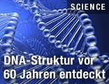 DNA-Strang