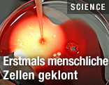 Eizellen im Reagenzglas