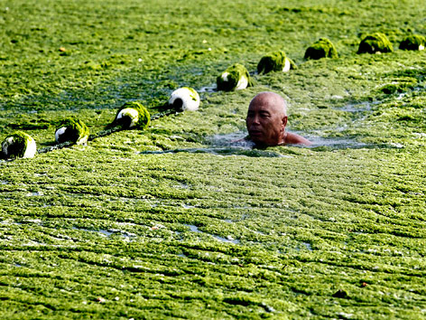 © APA/EPA/Jian Feng Mann schwimmt im algenbedeckten Meer