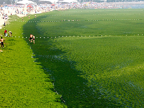 © APA/EPA/Jian Feng Algenbedeckte Küste in Ost-China