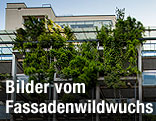 Begrünte Fassade