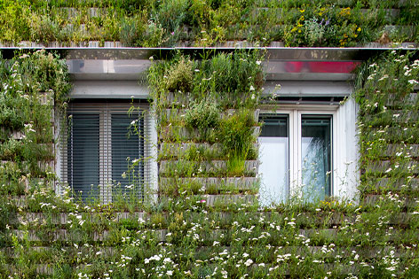 © ORF.at/Roland Winkler Detail aus begrünter Fassade