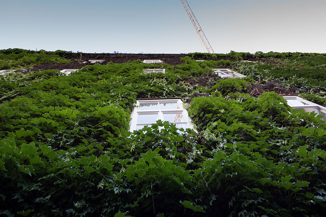 © ORF.at/Roland Winkler Haus mit begrünter Fassade