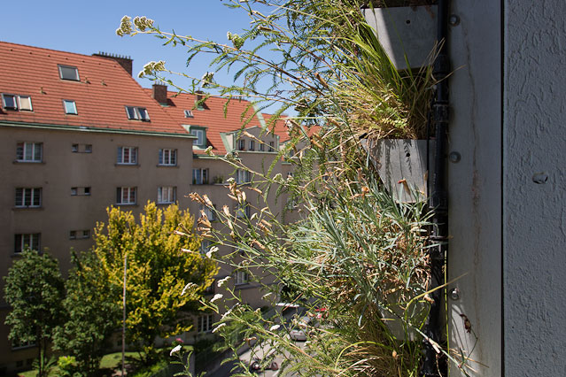 © ORF.at/Roland Winkler Haus mit begrünter Fassade