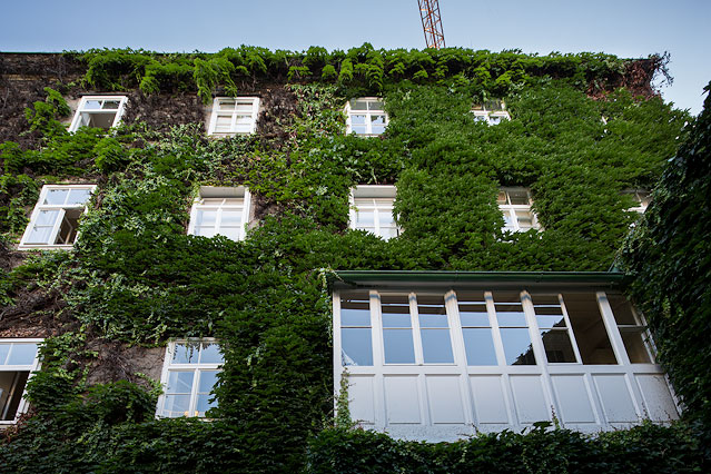 © ORF.at/Roland Winkler Haus mit begrünter Fassade