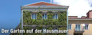Haus mit begrünter Fassade