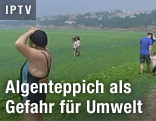 Schwimmer stehen am Strandufer und betrachten den Algenteppich