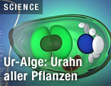 Einzellige Alge
