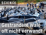Gestrandete Wale
