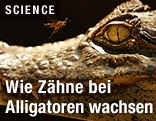 Alligator