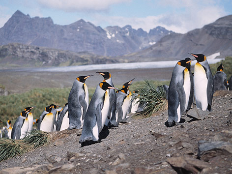 © Corbis/Imageshop Königspinguine in Südgeorgien