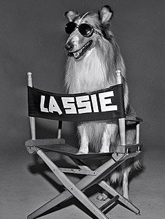 © AP/Courtesy of Delmar Watson's family Der Collie Lassie mit Sonnenbrille auf einem Klappstuhl mit der Aufschrift "Lassie"