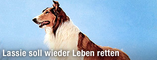 Collie Lassie