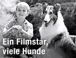 Jon Provost als Bub mit Lassie