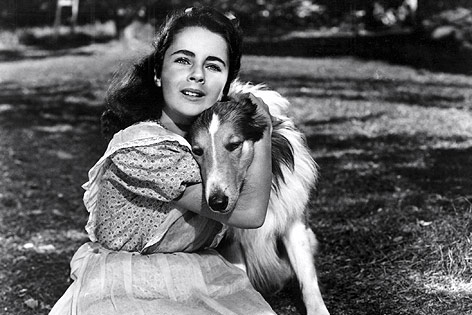 © picturedesk.com/Everett Collection Eine junge Elisabeth Taylor mit dem Collie Lassie