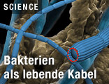 "Kabel-Bakterien" im Schlamm des Meeresbodens.