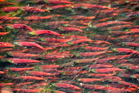 © AP/Trout Unlimited/Ben Knight Wildlachs in einem Fluss in der Bristol Bay