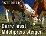 Kühe