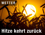 Sonne geht hinter einem Roggenfeld unter