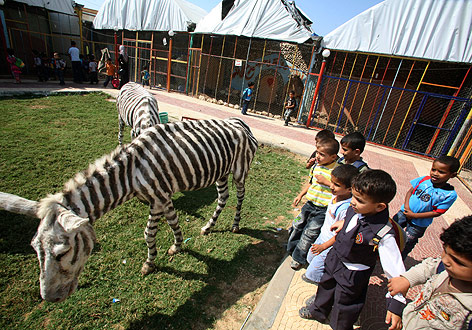 © APA/EPA/Mohammed Saber Esel mit Zebrastreifen