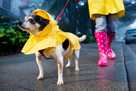 © Corbis/Ocean Ein kleiner Hund in gelbem Regenmantel wird an der Leine geführt
