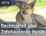 Streunender Hund