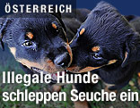Hunde