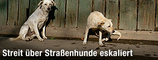 Stra&szlig;enhunde