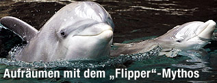 Delfin
