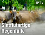 Kühe in den Wassermassen