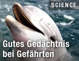 Delfin