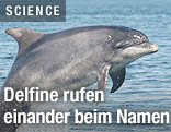 Springender Delfin