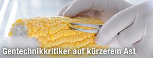 Maiskolben im Labor
