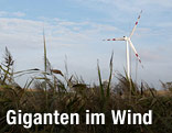Windrad im Burgenland