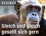 Schimpanse