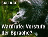 Schimpanse