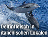 Delfine im Meer