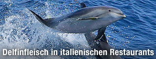 Delfine im Meer