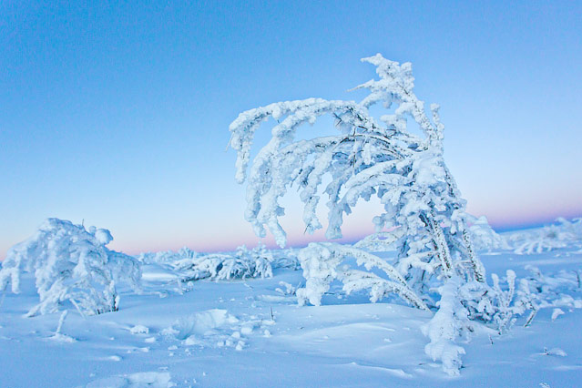 © Corbis/National Geographic Society/Mike Theiss Verschneite Sträucher im Yukon Territorium
