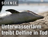 Toter Delfin am Strand