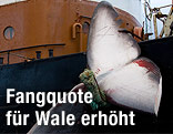 Flosse eines Wales hängt von einem Schiff