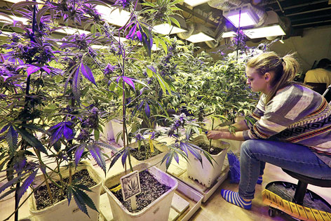 © APA/AP/Brennan Linsley Marijuana-Pflanzen