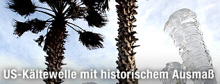 Palme und Eis